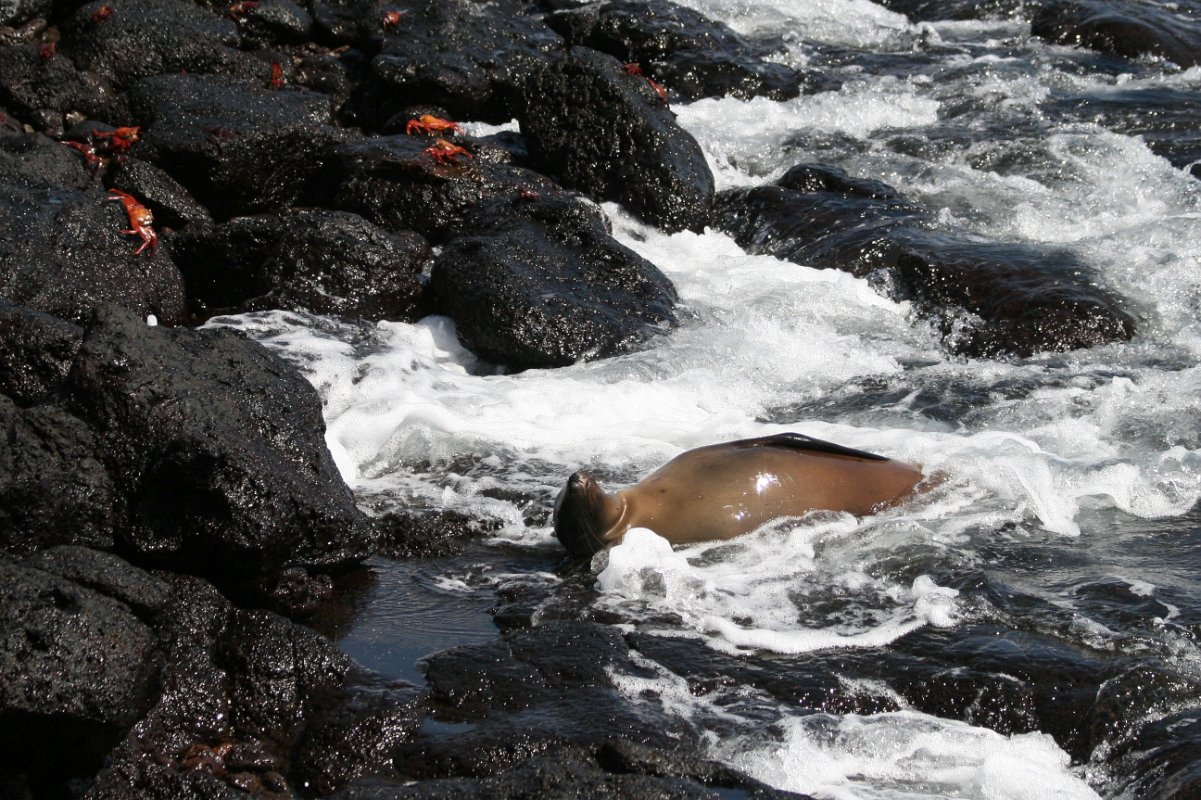 galapagos 028